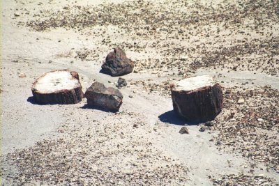 Petrified Forest National Park & Painted Desert