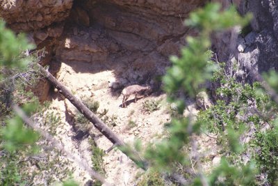 Grand Canyon - June, 2009