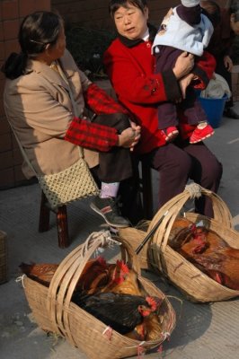 yangtze 1 277 4 426x640.jpg