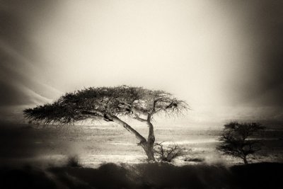 Desert Trees | Egypt