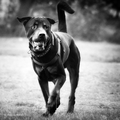 Dog Playing Ball