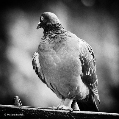 Pigeon