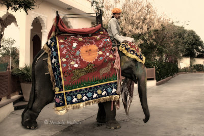 Dressed Elephant | Jaipur, India