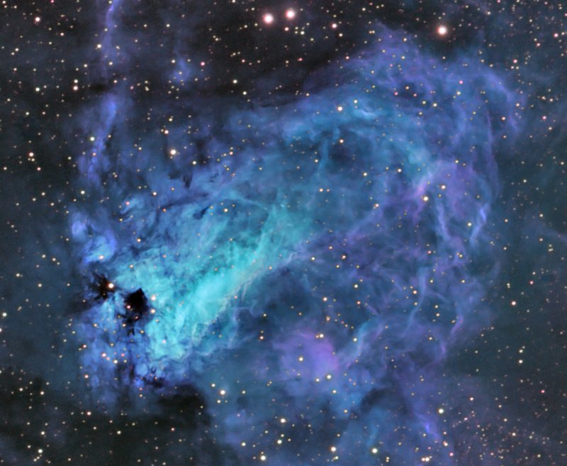 Blue Fire Swan