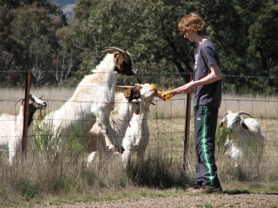 Riley and goats