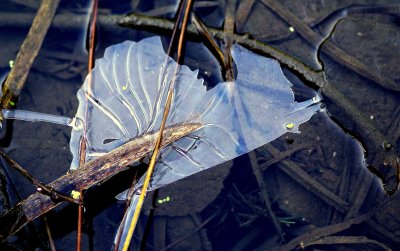 hearts are everywhere....even in a wetland!