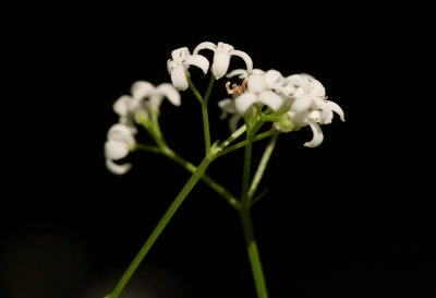 DSC_0145.jpg
