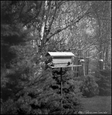 Image from Kodacolor X found exposed in Argoflex 75 camera