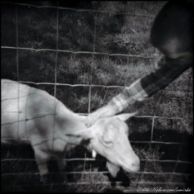 Image found on the forgotten exposed roll of 120 Kodak Verichrome Pan