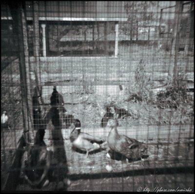 Image found on the forgotten exposed roll of 120 Kodak Verichrome Pan
