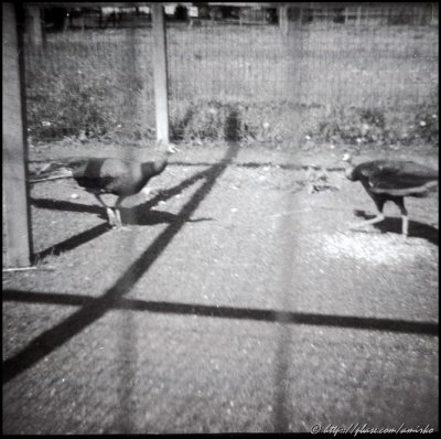 Image found on the forgotten exposed roll of 120 Kodak Verichrome Pan