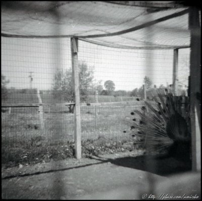 Image found on the forgotten exposed roll of 120 Kodak Verichrome Pan
