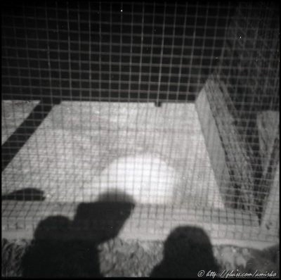 Image found on the forgotten exposed roll of 120 Kodak Verichrome Pan