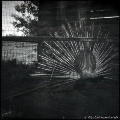 Image found on the forgotten exposed roll of 120 Kodak Verichrome Pan