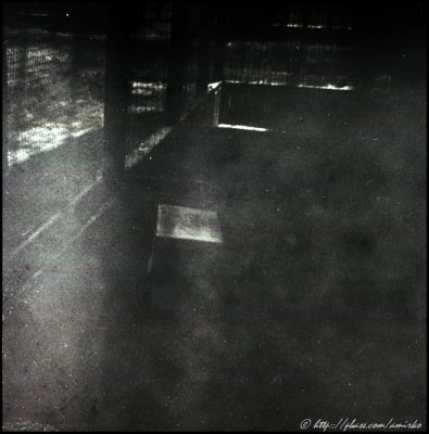 Image found on the forgotten exposed roll of 120 Kodak Verichrome Pan