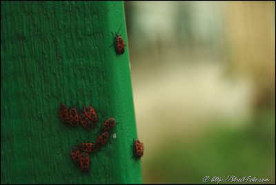 Firebugs (Pyrrhocoris apterus)