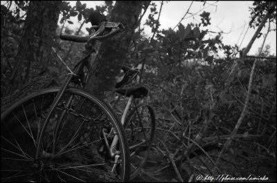 Bike, forgotten in mangroves