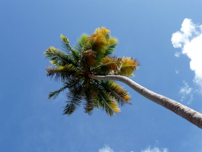 Luquillo Beach Palms 3.jpg