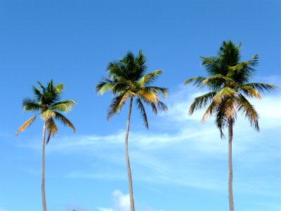 Luquillo Beach Palms 4.jpg