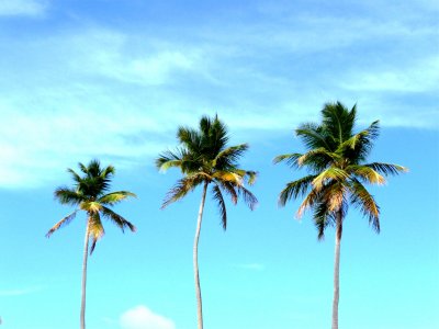 Luquillo Beach Palms.JPG