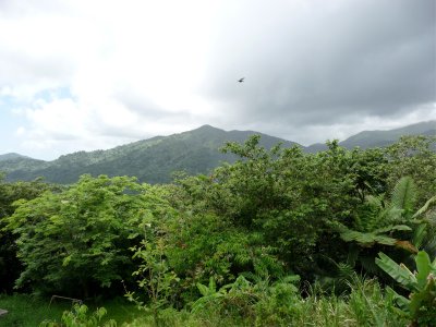 EL Yunque 1.jpg