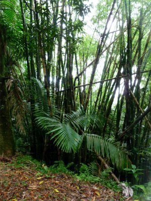 El Yunque 6.jpg