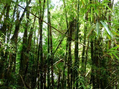 El Yunque Bamboo 2.jpg