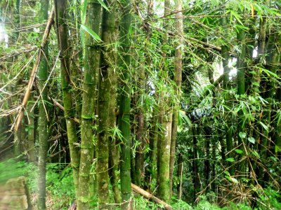 El Yunque Bamboo.jpg