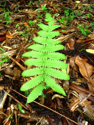 El Yunque