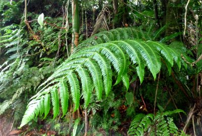 El Yunque Fern.jpg