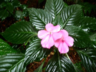 EL Yunque Flower 2.jpg