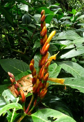 El Yunque Flower 3.jpg