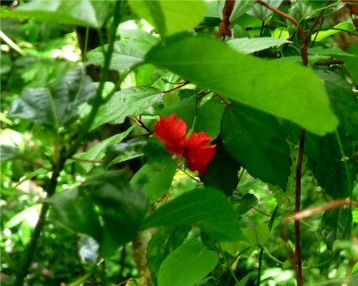 El Yunque Flower.jpg