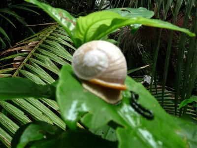 El Yunque Snail.jpg