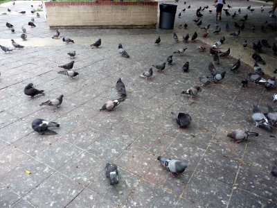 OSJ Park Pigeons.jpg