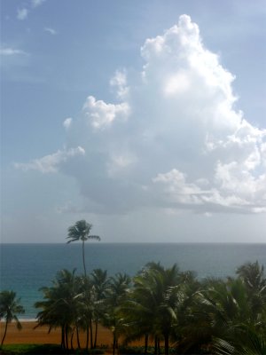 Rio Mar Beach Palms 2.jpg