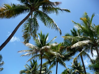 Rio Mar Beach Palms 3.jpg