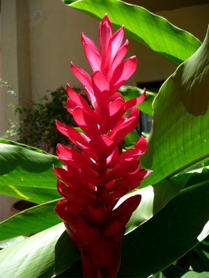 Rio Mar Flower.jpg