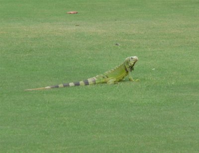 Rio Mar Ocean Course Iguana 2.jpg