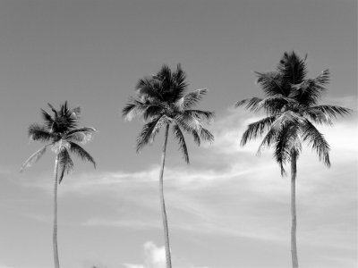 BW Luquillo Beach Palms 4.jpg