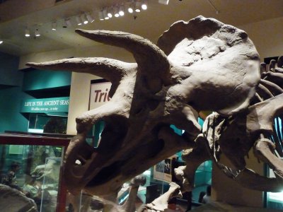 Smithsonian Museum of Natural History