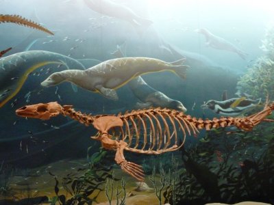 Smithsonian Museum of Natural History
