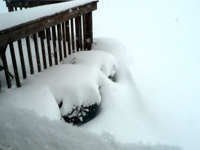 March Snow 1.jpg