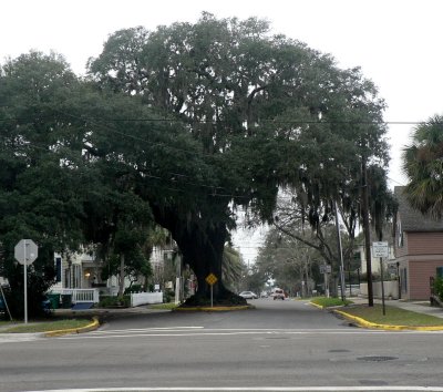 Amelia Island Tree in Road.jpg
