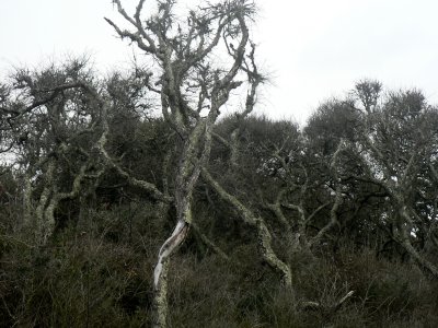Amelia Island Trees.jpg