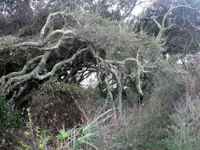 Amelia Island Trees 2.jpg