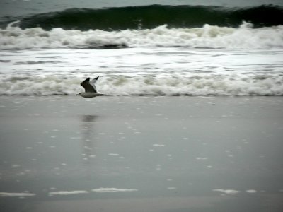 Jacksonville Beach Bird in Flight.jpg
