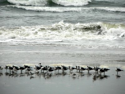 Jacksonville Beach Birds.jpg