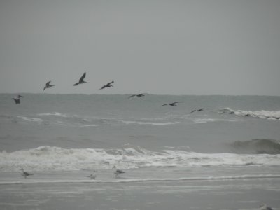 Jacksonville Beach Birds in Flight.jpg
