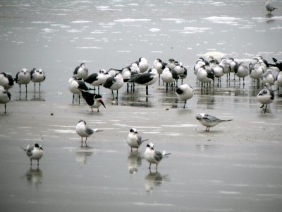 Jacksonville Beach Gulls.jpg